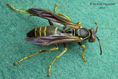 Paper Wasp - Polistes fuscatus 2 m11