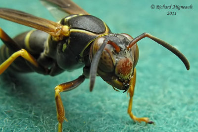 Paper Wasp - Polistes fuscatus 3 m11