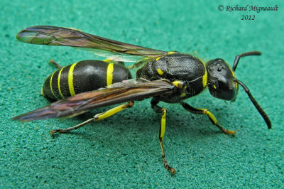 Potter and Mason Wasp - Ancistrocerus antilope 1 m12