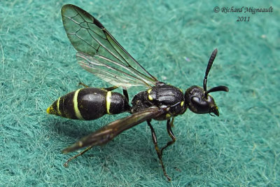 Potter and Mason Wasp - Symmorphus sp m11
