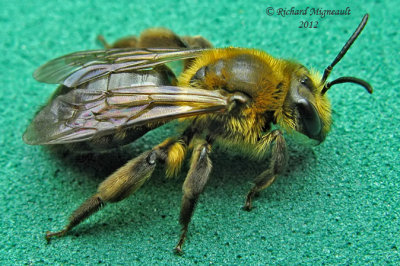 Mining Bee - Andrena dunningi m12
