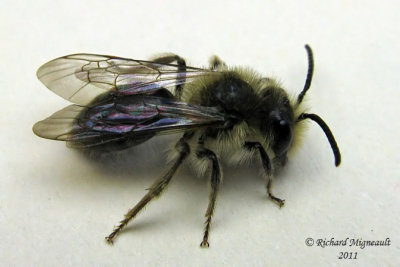 Mining Bee - Andrena - Subgenus Melandrena m11
