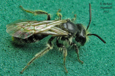 Mining Bee - Andrena sp1 m12