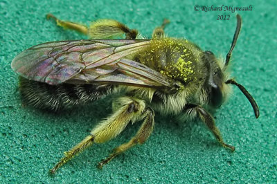 Mining Bee - Andrena sp2 m12