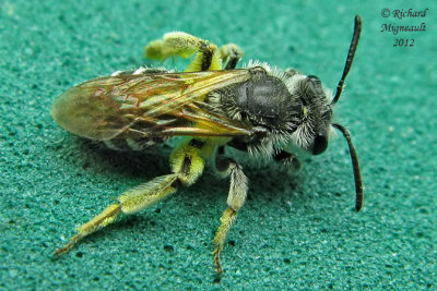 Mining Bee - Andrena sp3 1 m12