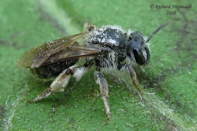 Mining bee - Andrena sp4 m10