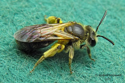 Mining Bee - Andrena sp5 m11