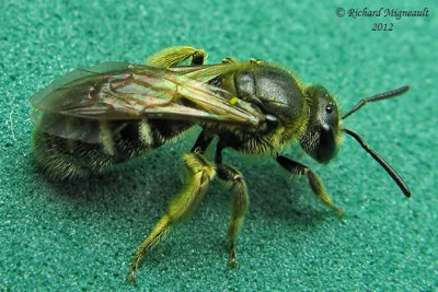 Sweat bee - Lasioglossum - Subgenus Evylaeus sp 1 m12