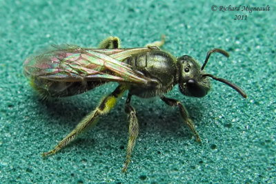 Sweat Bee - Lasioglossum sp m11