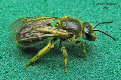 Sweat Bee - Lasioglossum sp m12