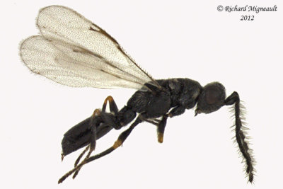 Eurytomidae - Eurytominae sp1 1 m12