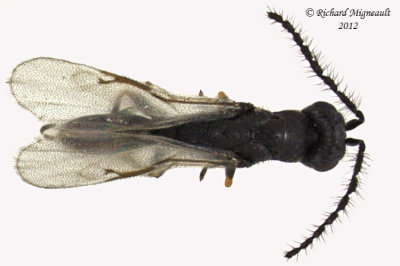 Eurytomidae - Eurytominae sp1 2 m12