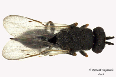 Eurytomidae - Eurytominae sp2 2 m12