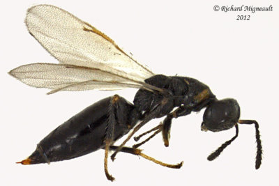Eurytomidae - Eurytominae - Tetramesa sp1 1 m12