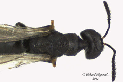 Eurytomidae - Eurytominae - Tetramesa sp1 2 m12