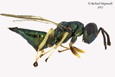 Eurytomidae - Tetramesa sp1 1 m12