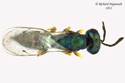 Eurytomidae - Tetramesa sp1 2 m12