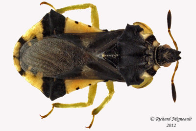 Assassin Bug - Phymata americana 1 m12