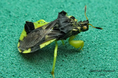 Assassin Bug - Phymata americana 2 m12