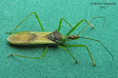 Assassin Bug - Zelus luridus  m12