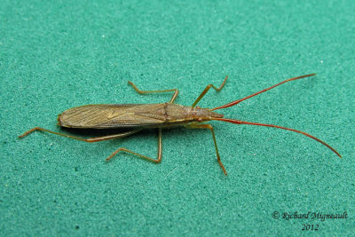 Broad-headed Bug - Protenor belfragei 1 m12