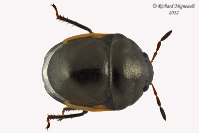 Ebony Bug - Corimelaena pulicaria m12