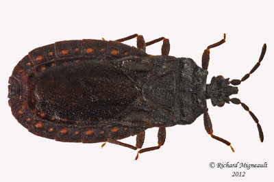 Flat bug - Aneurus inconstans 1 m12 5,5mm X .5mm