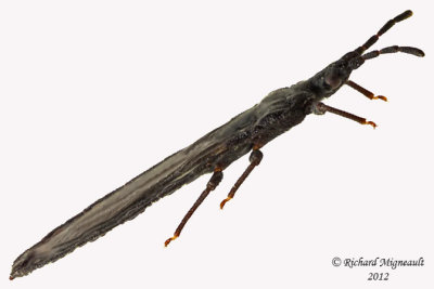 Flat bug - Aneurus inconstans 2 m12 5,5mm X .5mm