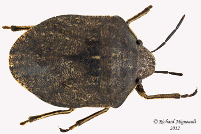 Shield-backed Bug - Homaemus aeneifrons m12