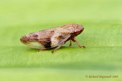 Spittlebug - Aphrophora alni - European Alder Spittlebug 1m8