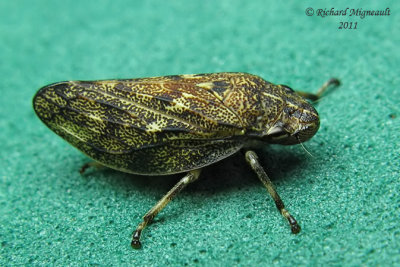 Spittlebug - Aphrophora cribrata - Pine Spittlebug m11