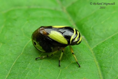 Spittlebug - Clastoptera proteus - Dogwood Spittlebug m11