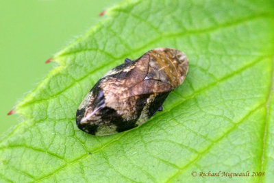 Spittlebug - Lepyronia quadrangularis - Diamondbacked Spittlebug m8
