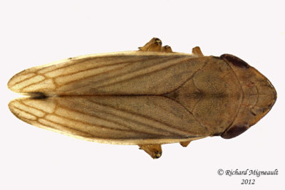Spittlebug - Neophilaenus lineatus 1 m12