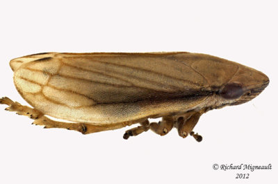 Spittlebug - Neophilaenus lineatus 2 m12