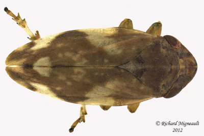 Spittlebug - Philaenus spumarius - Meadow Spittlebug3 1 m12