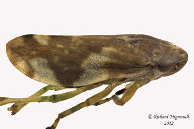 Spittlebug - Philaenus spumarius - Meadow Spittlebug3 2 m12