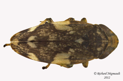 Spittlebug - Philaenus spumarius - Meadow Spittlebug4 1 m12