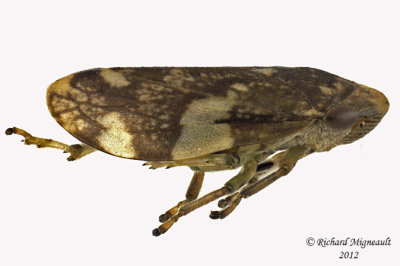 Spittlebug - Philaenus spumarius - Meadow Spittlebug4 2 m12.jpg