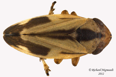 Spittlebug - Philaenus spumarius - Meadow Spittlebug5 1 m12