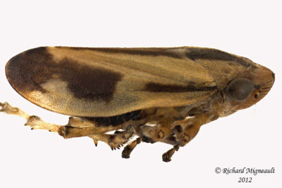 Spittlebug - Philaenus spumarius - Meadow Spittlebug5 2 m12