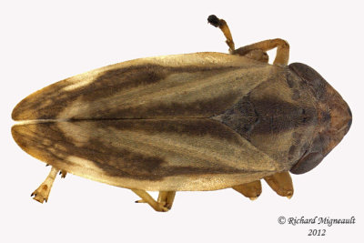 Spittlebug - Philaenus spumarius - Meadow Spittlebug6 1 m12