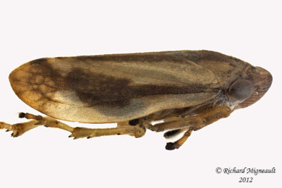 Spittlebug - Philaenus spumarius - Meadow Spittlebug6 2 m12