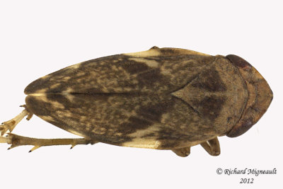 Spittlebug - Philaenus spumarius - Meadow Spittlebug7 1 m12