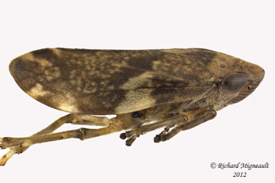 Spittlebug - Philaenus spumarius - Meadow Spittlebug7 2 m12