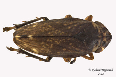 Spittlebug - Philaenus spumarius - Meadow Spittlebug8 1 m12