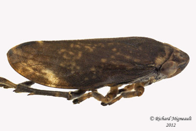 Spittlebug - Philaenus spumarius - Meadow Spittlebug8 2 m12