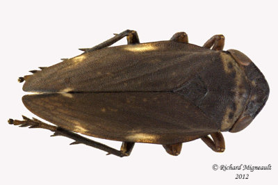 Spittlebug - Philaenus spumarius - Meadow Spittlebug9 1 m12