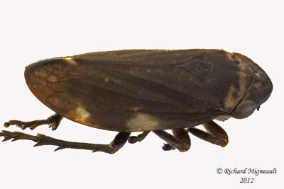 Spittlebug - Philaenus spumarius - Meadow Spittlebug9 2 m12