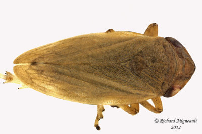 Spittlebug - Philaenus spumarius - Meadow Spittlebug10 1 m12